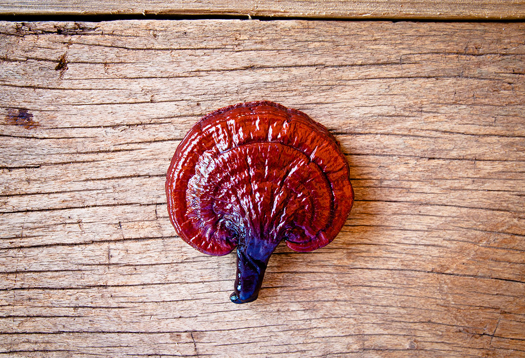 Unsafe Mushrooms In Pregnancy