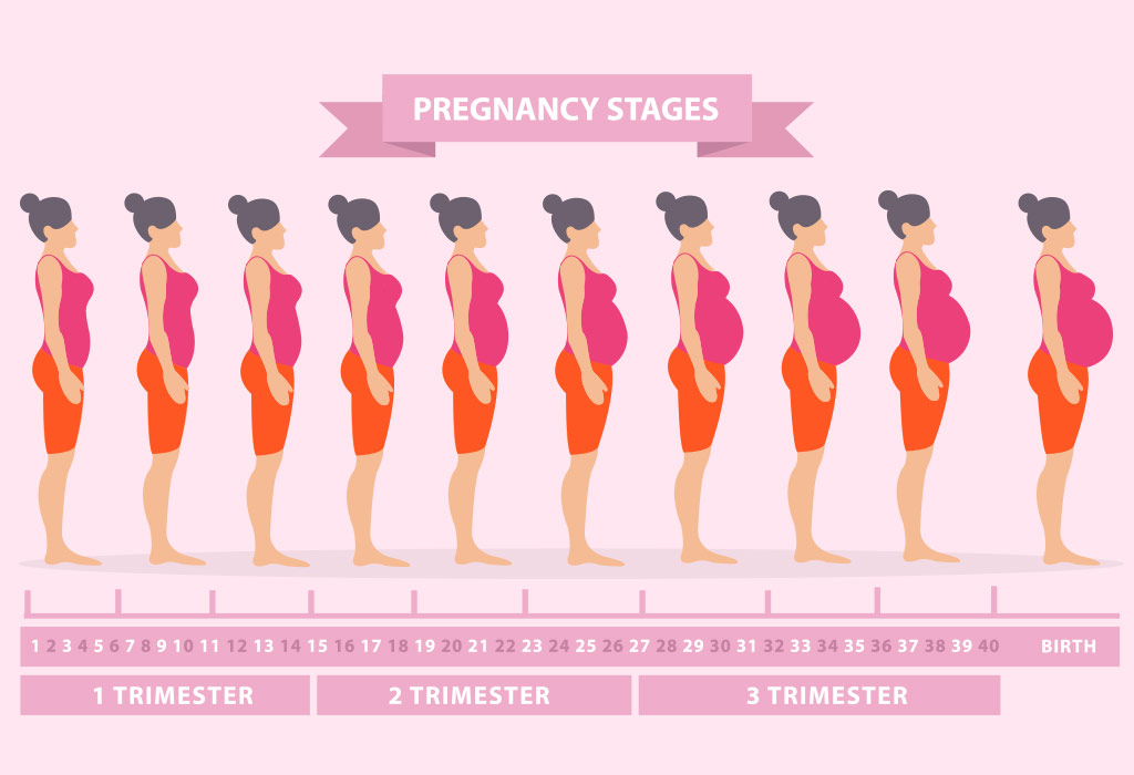 Pregnancy Body Changes Week 1 to Week 42