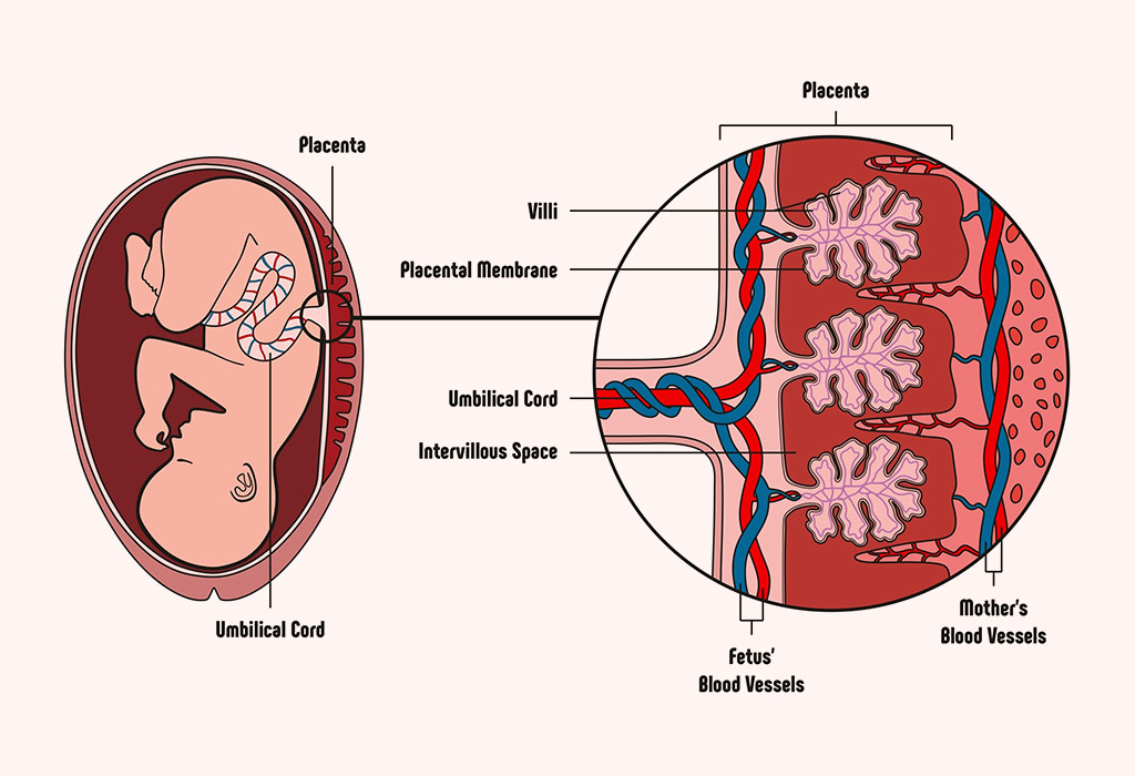 low-lying-placenta-problems-precautions-symptoms