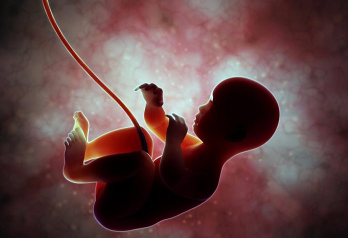 A foetus inside the womb