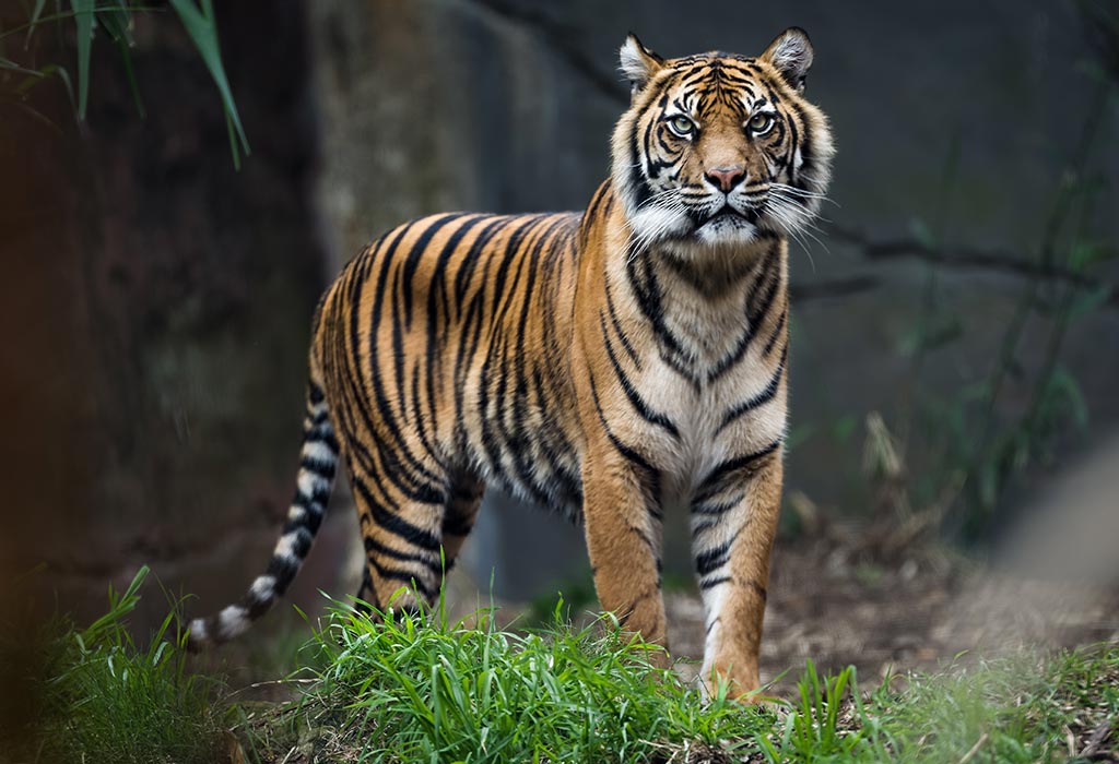 Interesting Tiger Facts & Information for Kids