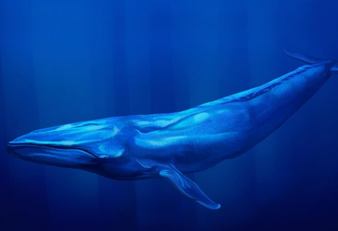 A blue whale