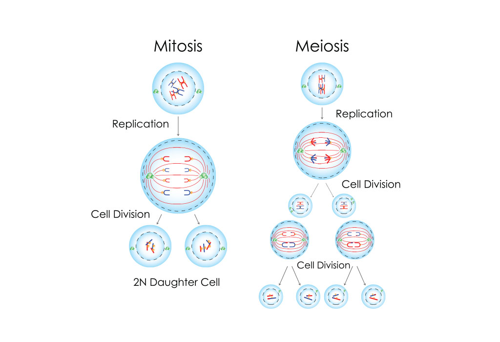 Chromosonal Abnormalities in Babies: Causes, Signs & Diagnosis